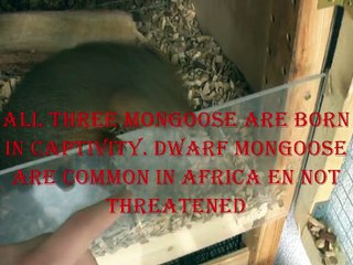 My dwarfmongoose  (exotic pets) HD