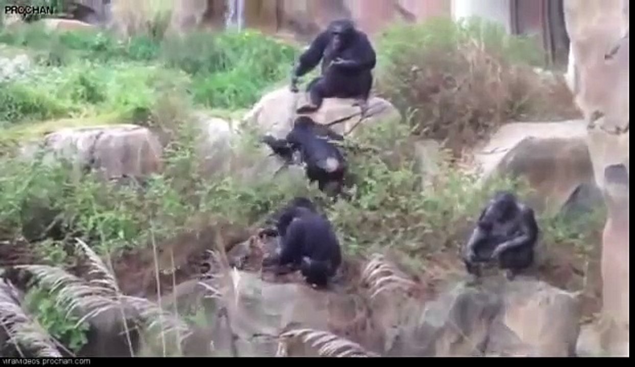 アライグマを放り投げるチンパンジー