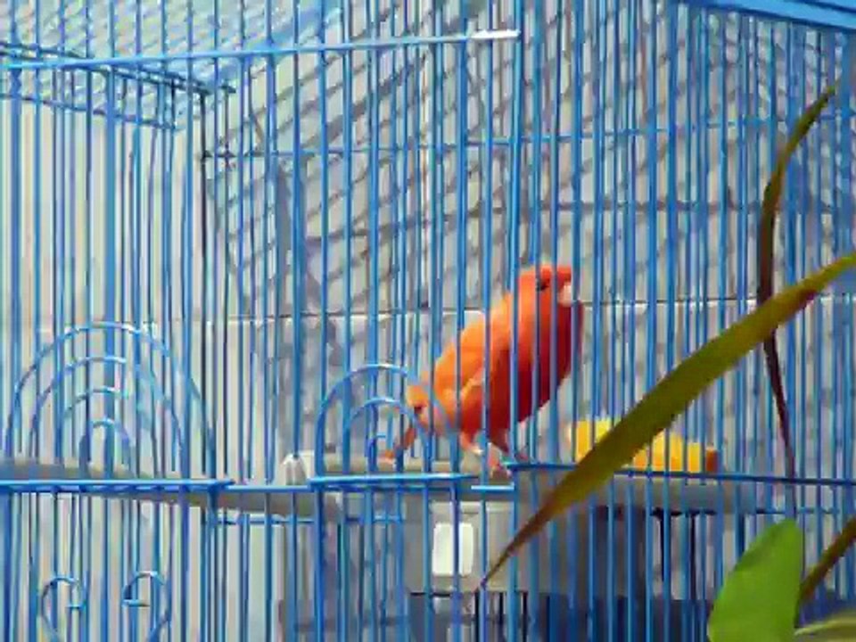 canto de canario rojo