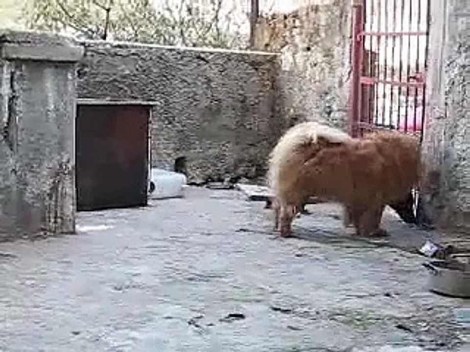 Rex and Bubi play