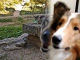 Cats And Dogs Photobombing[1]