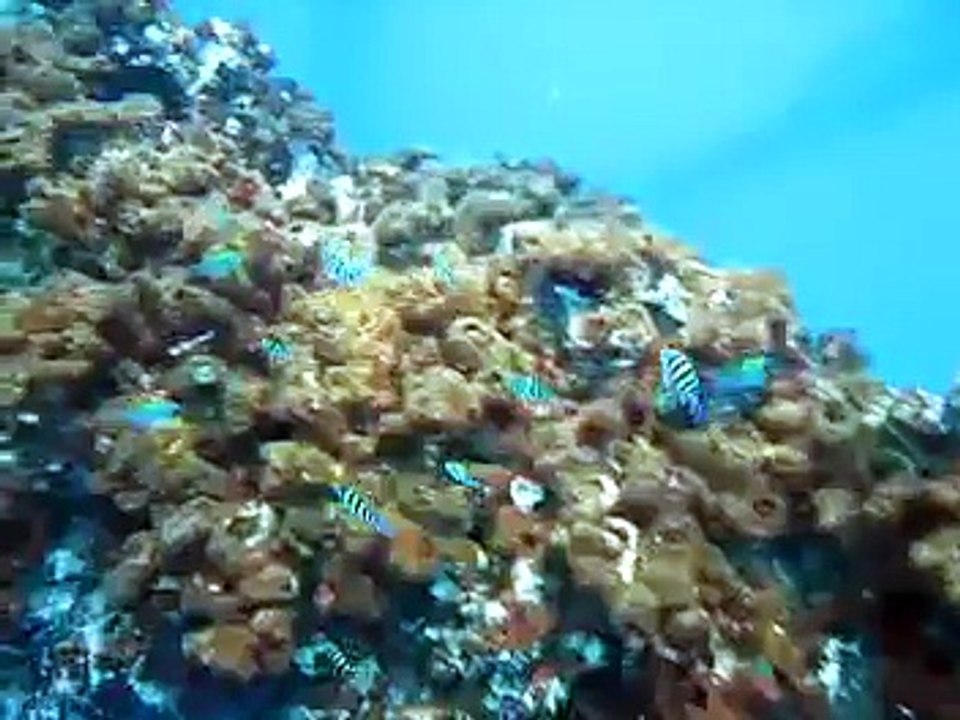 Fish in oil rig