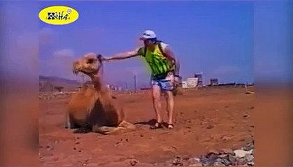 Funny Animal Videos   Funny Animal Attacks Caught On Tape 2011