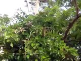 Pongaemia Pinnata- Bangalores jewel tree