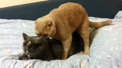 Cat freaks out during sex