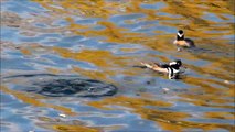 7 Hooded Mergansers at the Central Park Reservoir, NYC