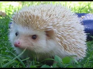 LA CHANSON DU HERISSON