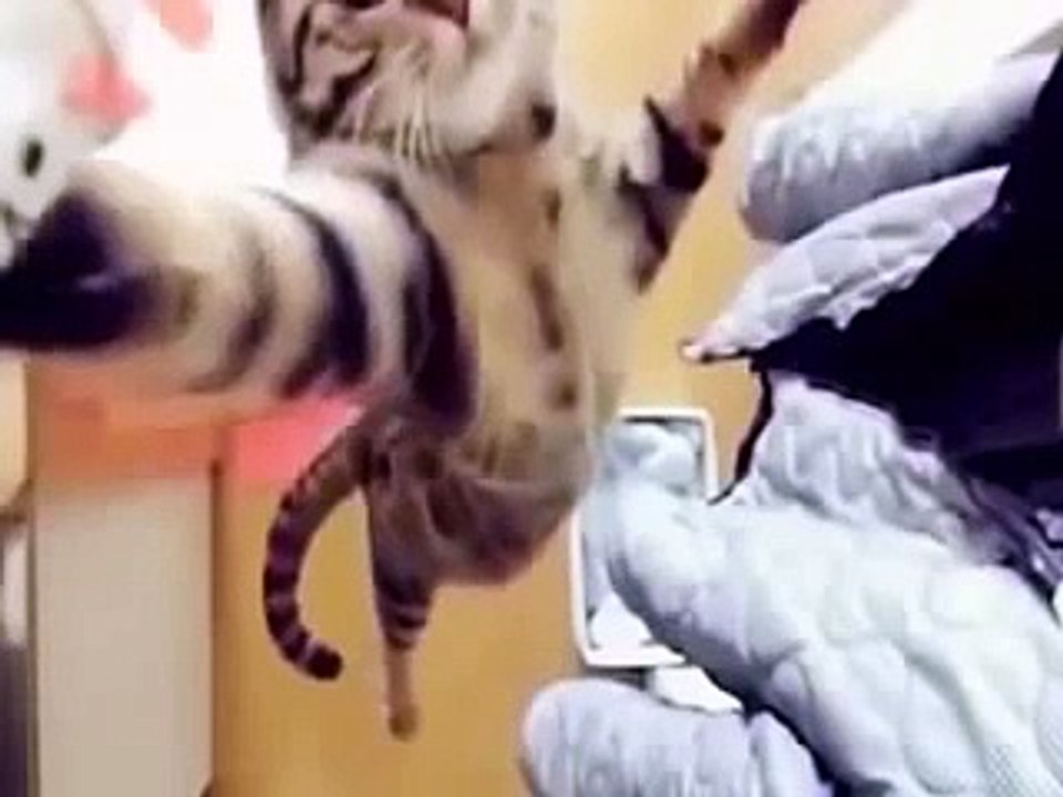 Cat Compilation