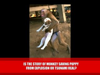 Monkey Saves Puppy from Explosion or Tsunami Real?