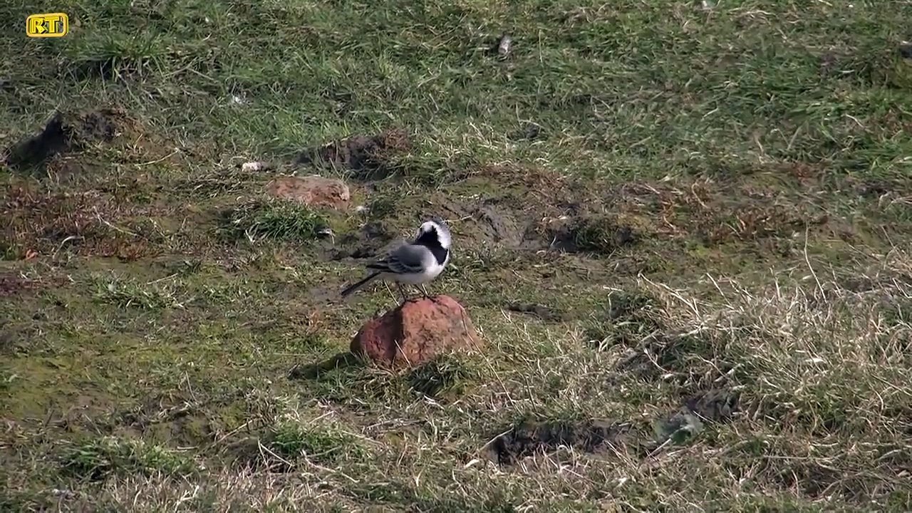 Witte Kwikstaart   (Motacilla alba)