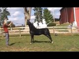 Sovran's Impresario - American Saddlebred Black Stallion