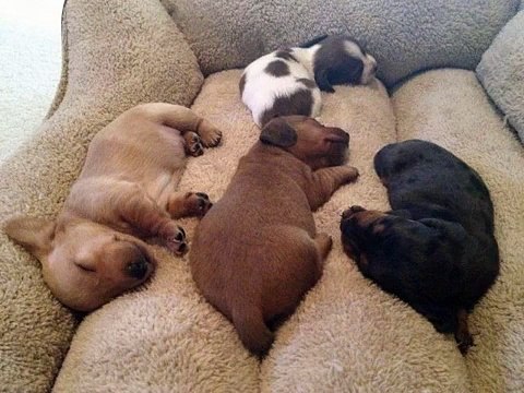 Funny Pets Videos _ Dogs, Cats, Birds