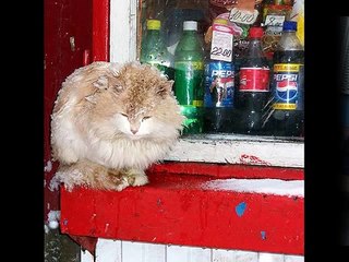 Hilarious Things That Happen Only In Russia