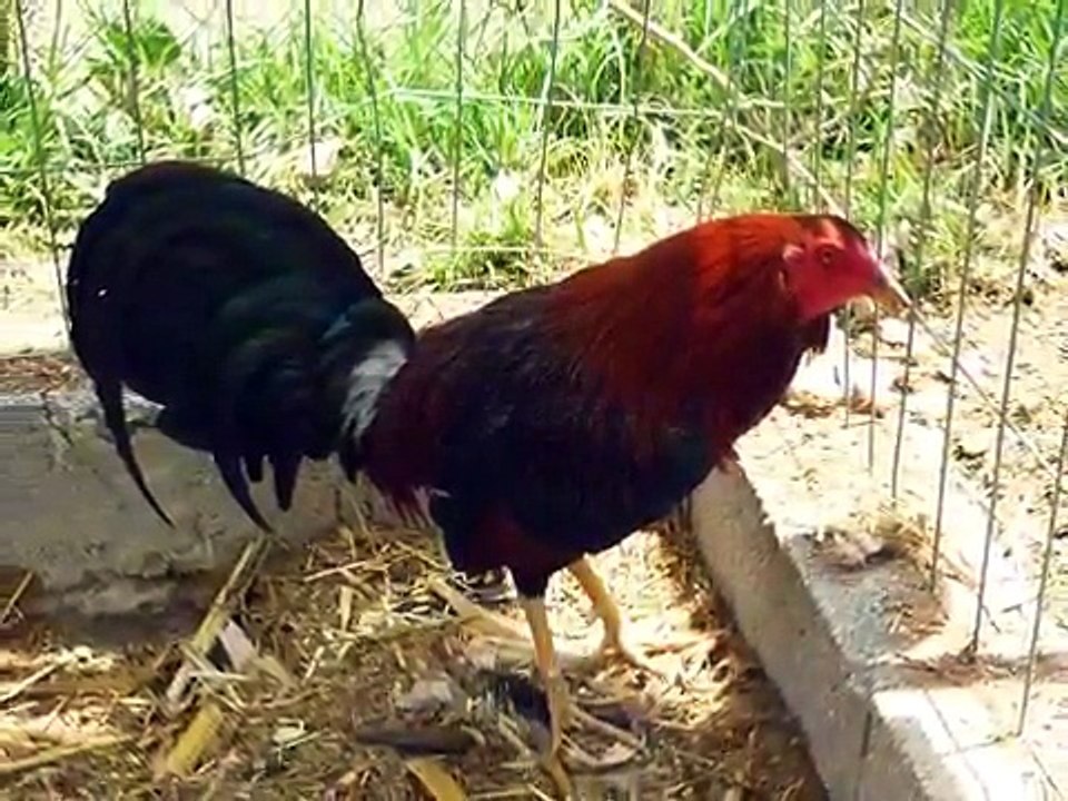 Gallos de Pelea - Rancho El Carmen - Acatzingo Puebla