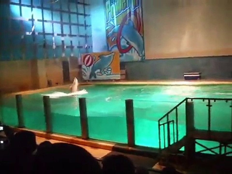 Power of Dolphin