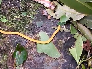 Land planarian (Bipalium ssp.) from Ishigaki Island (Japan)