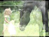 The Youngest Friesian Trainer
