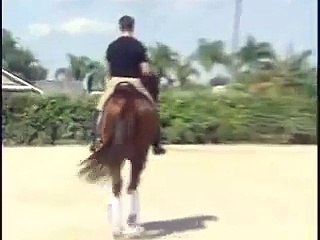 Lullaby Hanoverian FEI dressage stallion