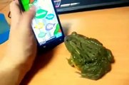 Unglaublich aber wahr: Frosch spielt mit Smartphone