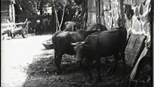 Z archiwum TvL Opoczno: Dawno temu w Gapininie