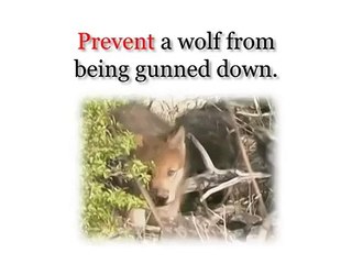 Wildlife Adoptions to Save Real Animals