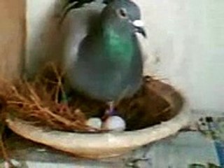 Ismail B pipa derby pigeon voyageur maroc sale lawla3a animal 20.3gp