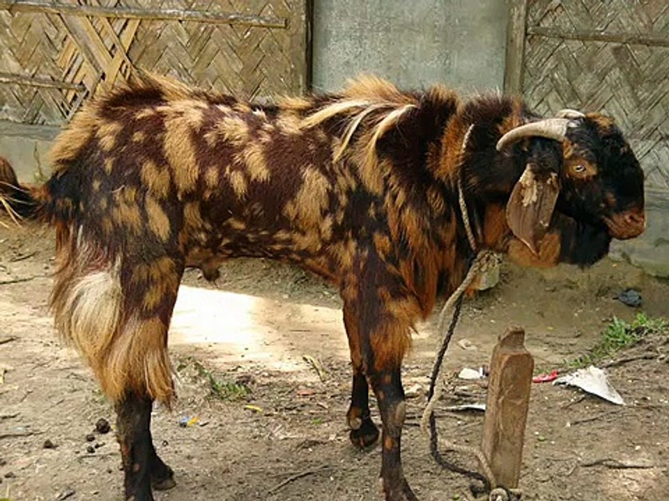 huge and dangerous goats.wmv