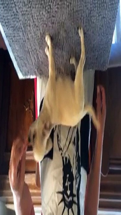 leps video 1