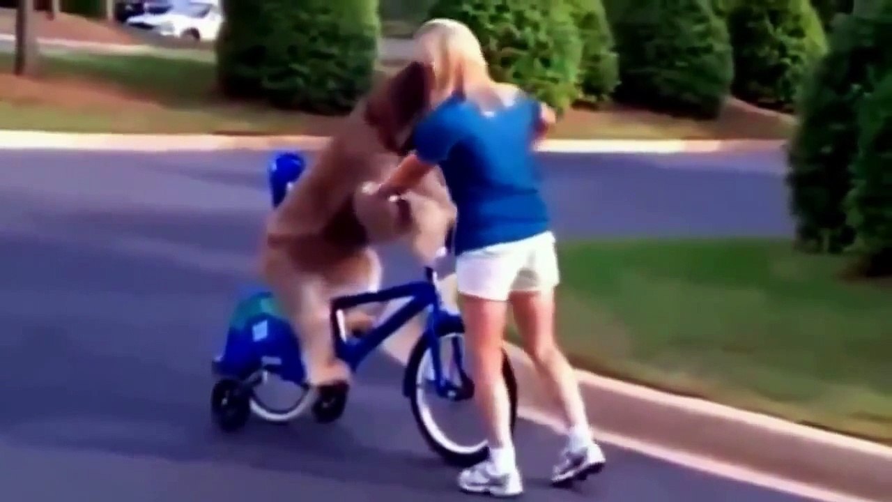 Funny Animals Compilation 2015   Funny Dog   Funny Videos   Funny Pranks   Funny Vines