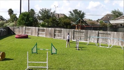 Dog Agility - Lead Out Pivot