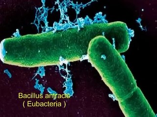 Biology The 6 Kingdoms Video