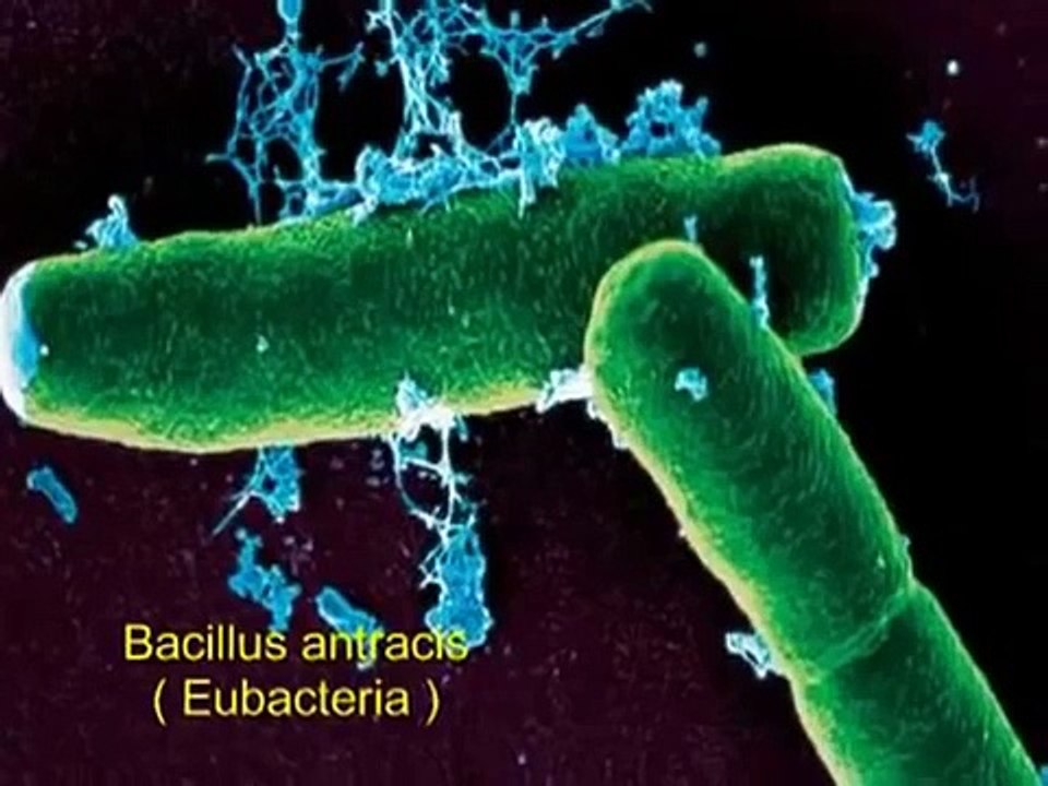Biology The 6 Kingdoms Video