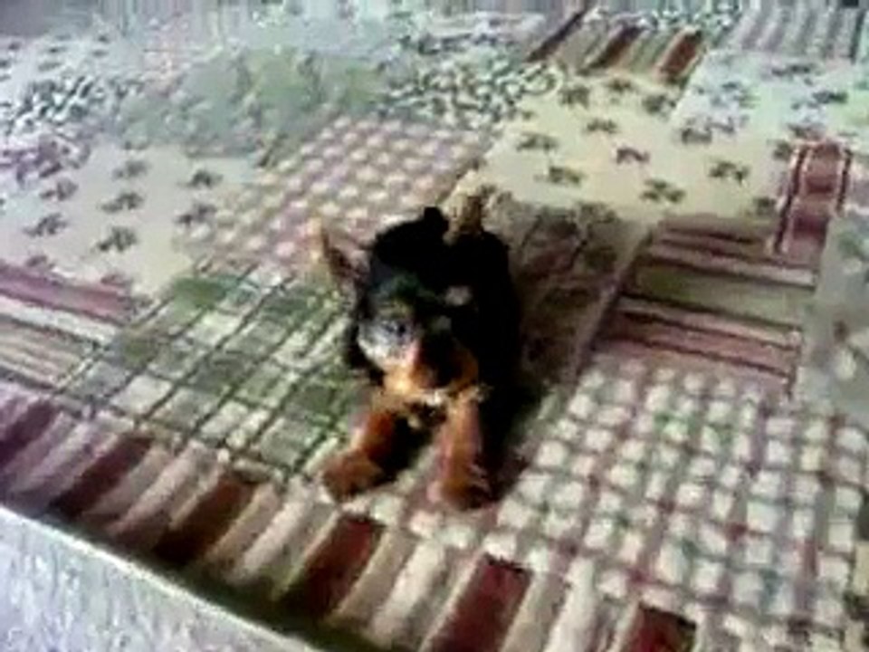 Shake that Laffy Taffy