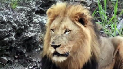 Lion Throwing Up (Original Version)