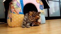 Kittens Falling Asleep Compilation _ Funny Cats-copypasteads.com