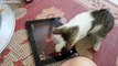 Youtube Funny Animal Videos - Cute Kitten - Funny Cat Videos - Funny Videos of Animals-copypasteads.com