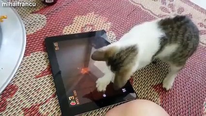 Youtube Funny Animal Videos - Cute Kitten - Funny Cat Videos - Funny Videos of Animals-copypasteads.com
