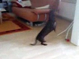 Dackel Fienchen Piefke wird verrückt !!!