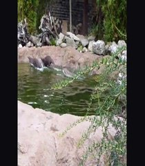London Zoo's Otters