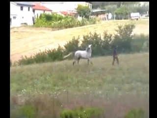 Fiducia e Addestramento di un cavallo Arabo
