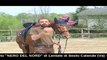 Horse training - Classical dressage - the neck extension -