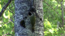 GRÅSPETT - HÄCKNING.  Grey-headed Woodpecker  (Picus canus)  Klipp - 1252