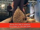 How to Shear - Shearing Merino sheep (Fine Wool)