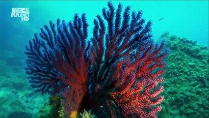 fundo  do mar e seus misterio jamas vistoa anates Beautiful Nature   Deep Sea 1080p HD  2013