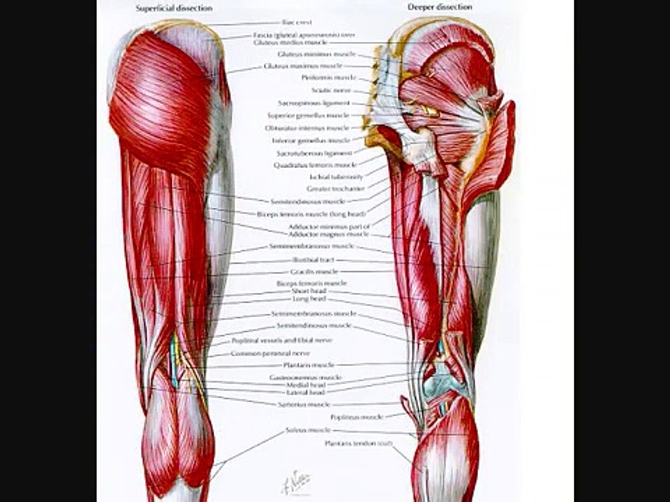 The Muscular System