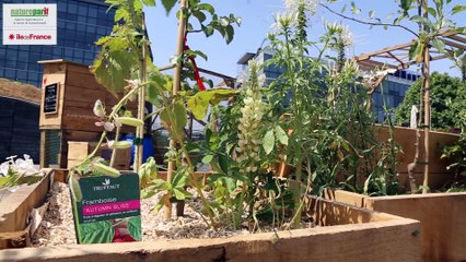 Ateliers d'été Agriculture Urbaine 2015