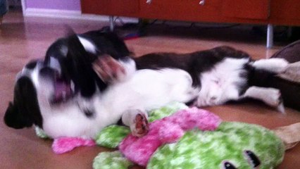 Cardigan Welsh Corgis playing