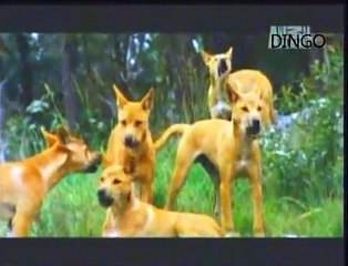 DINGO - ABC CANINO - Latino