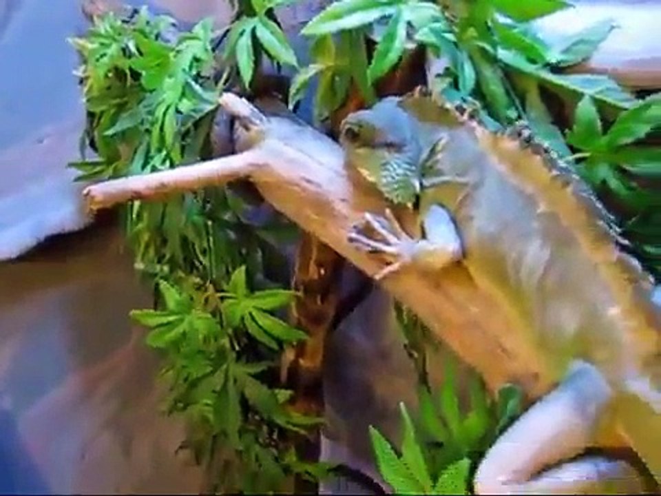 Cách làm chuồng nuôi kỳ tôm - thegioicontrung.vn