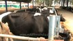 Dairy cows feed on fodder at a dairy farm, Punjab